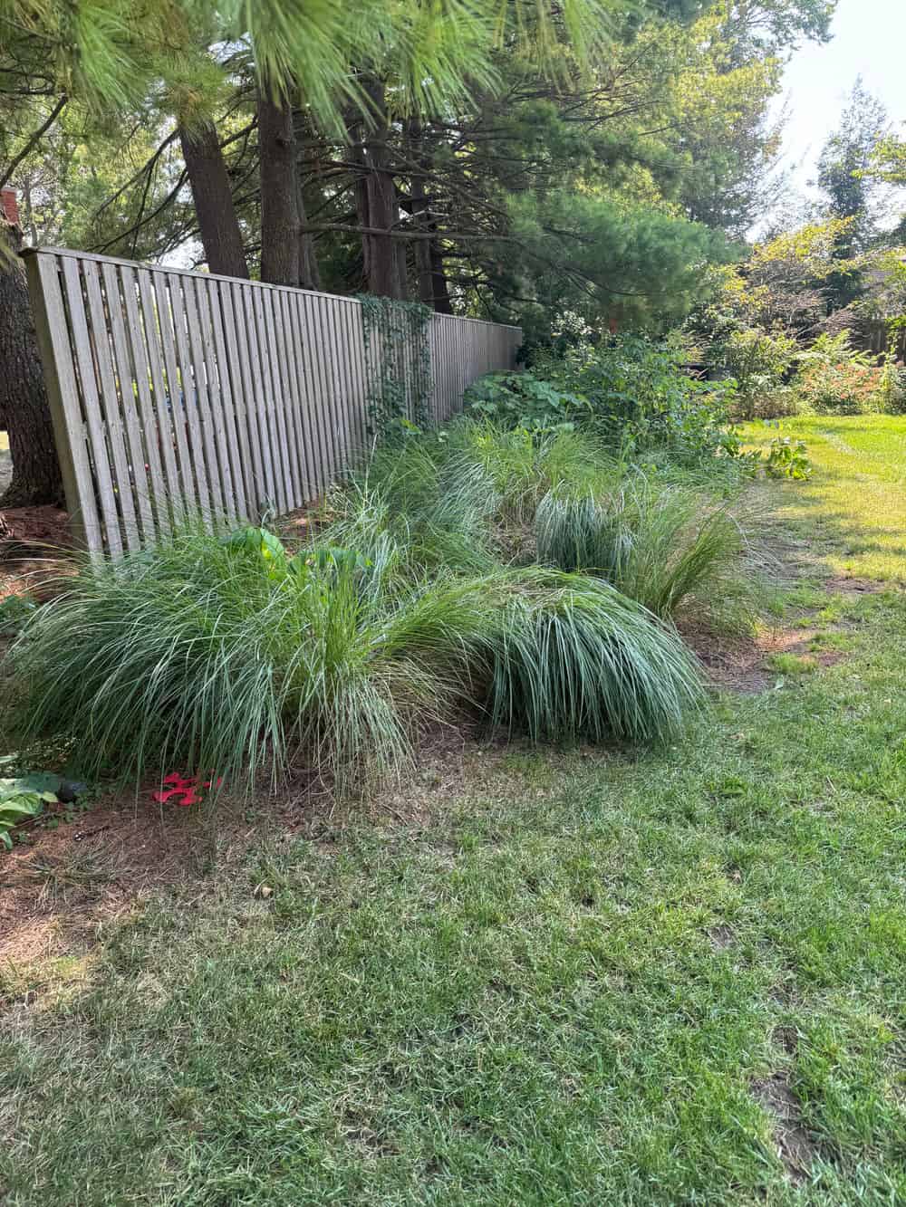 Regrading & Reseeding   image