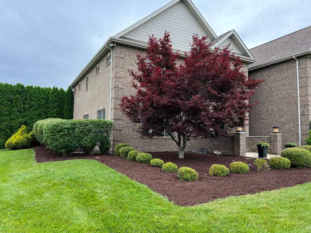 Mulch Installation   image