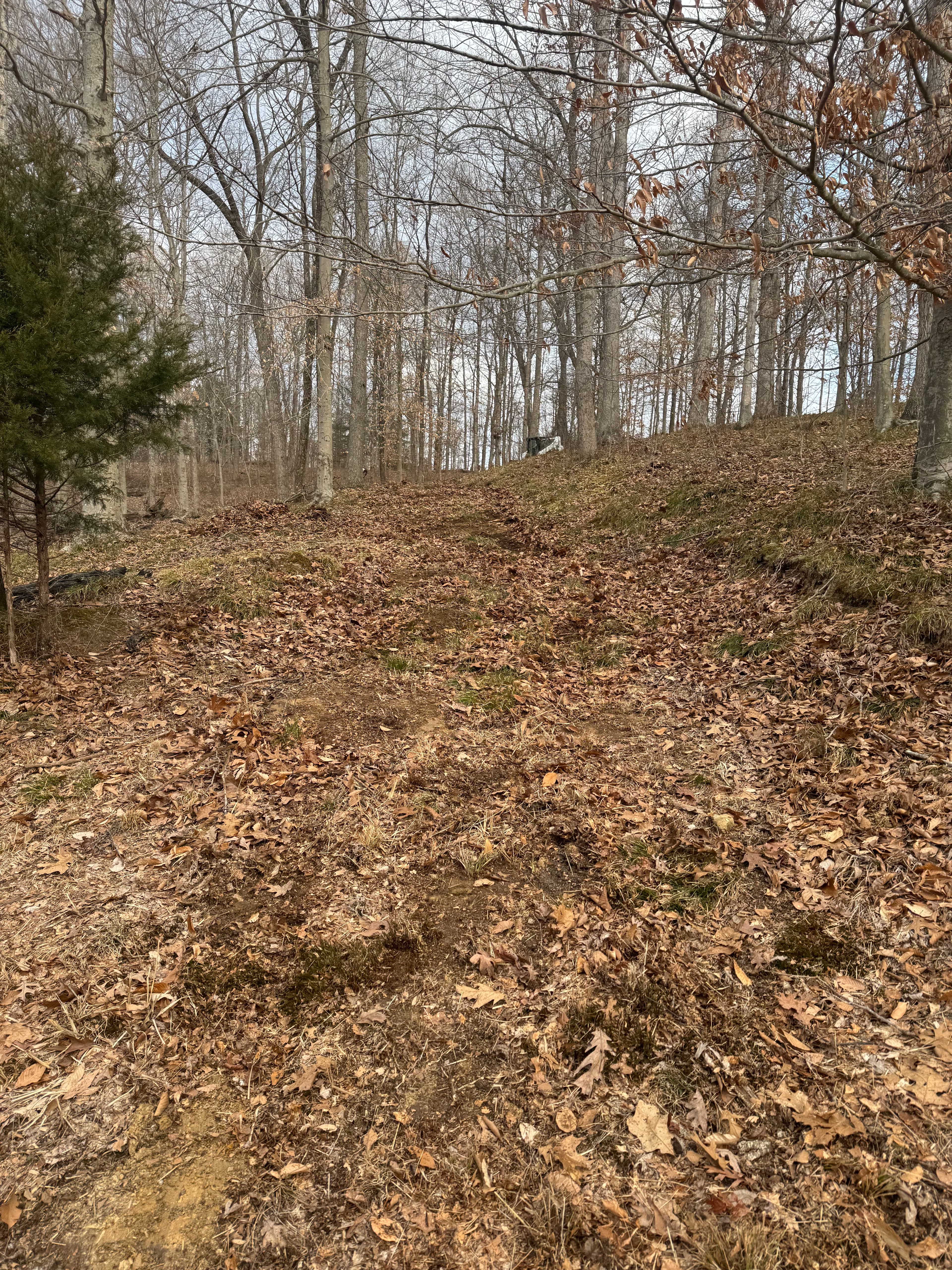 Project Gravel Path Construction in a Wooded Area image