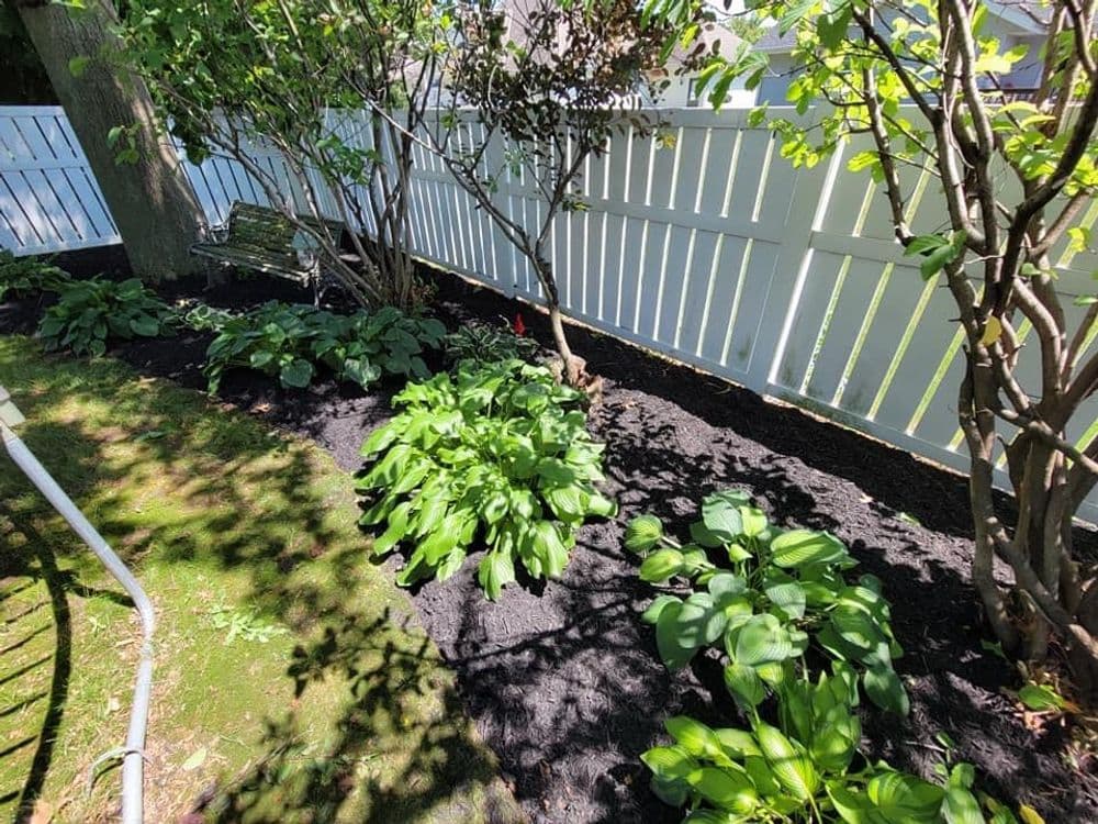 Lush garden bed with hostas and mulch beside a white wooden fence on a sunny day.