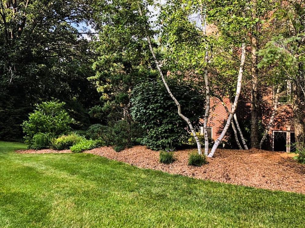 Lush garden landscaping with trees, shrubs, and fresh mulch near a brick building.