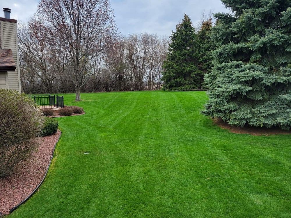 Lush green lawn with neatly striped grass, bordered by trees and shrubs in a residential setting.