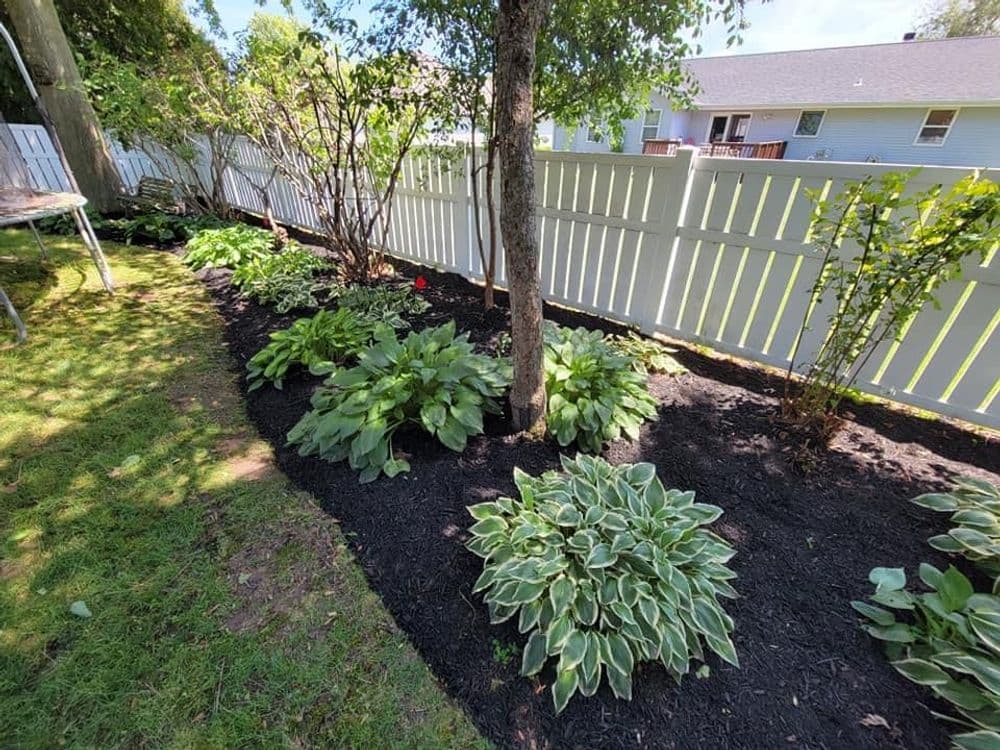 Lush garden with hostas and greenery along a white picket fence in a sunny backyard.