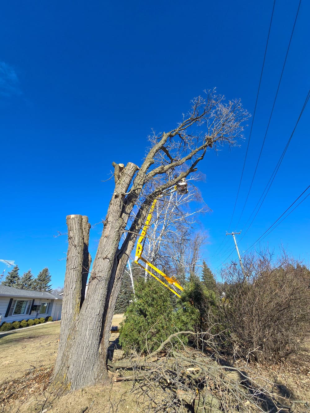 Tree trimming with ladder against a clear blue sky near power lines and residential area.