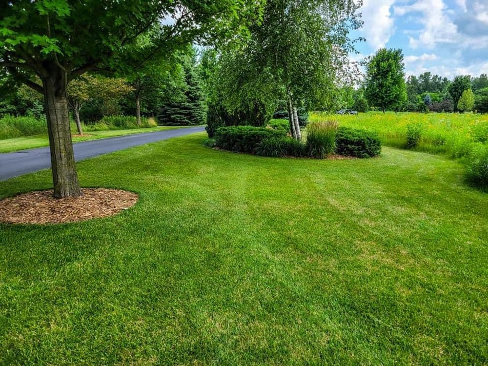 Lush green lawn with tree, landscaped garden, and clear blue sky in the background.