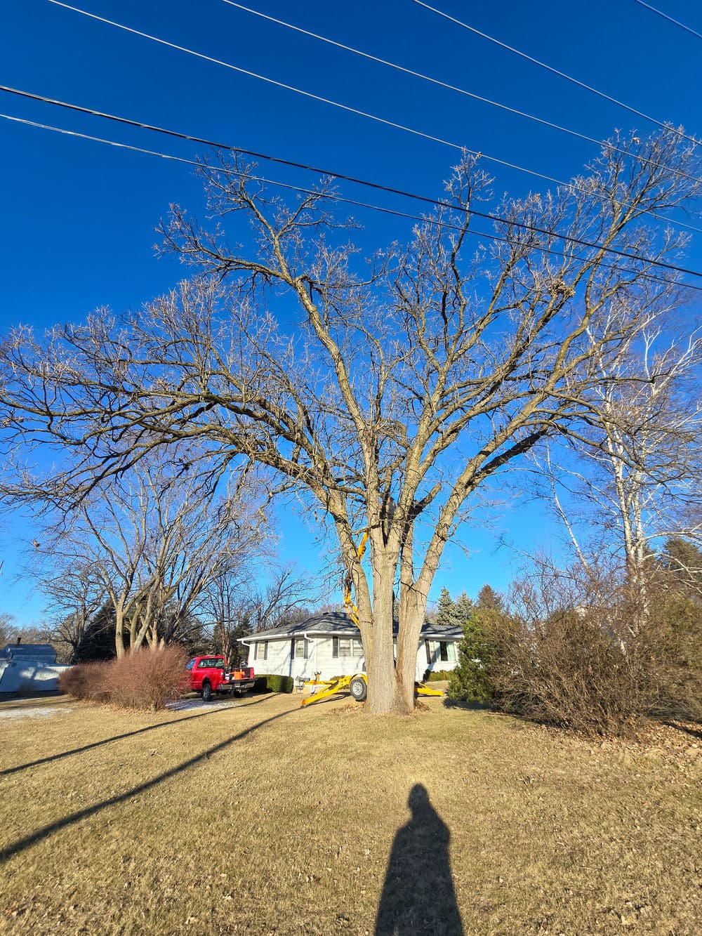 Leafless oak tree in winter with power lines, house, and red truck in background.