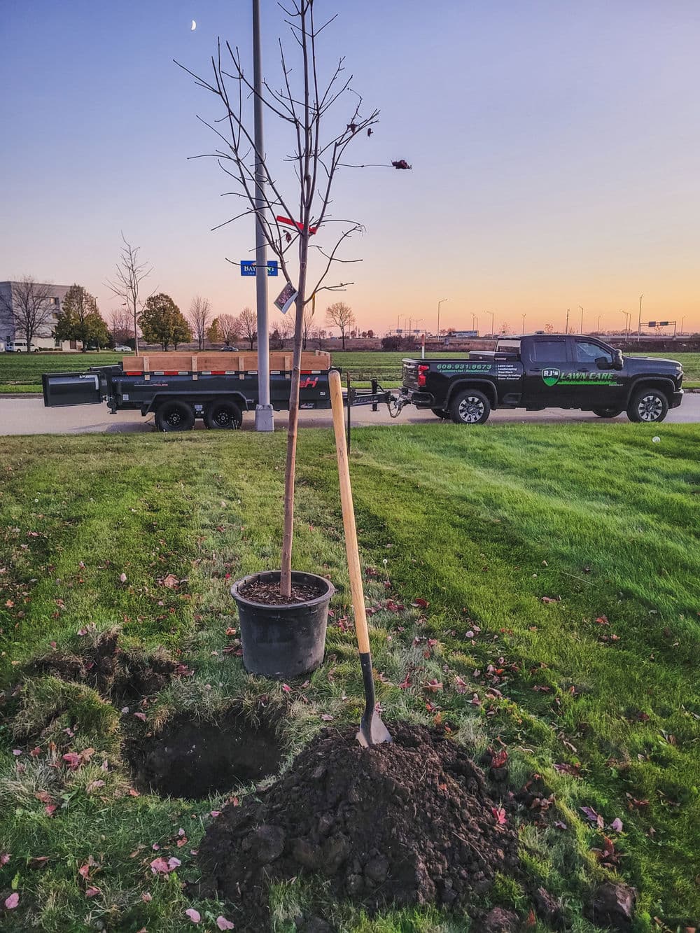 Tree planting scene with a young tree, shovel, and pickup truck at sunset.