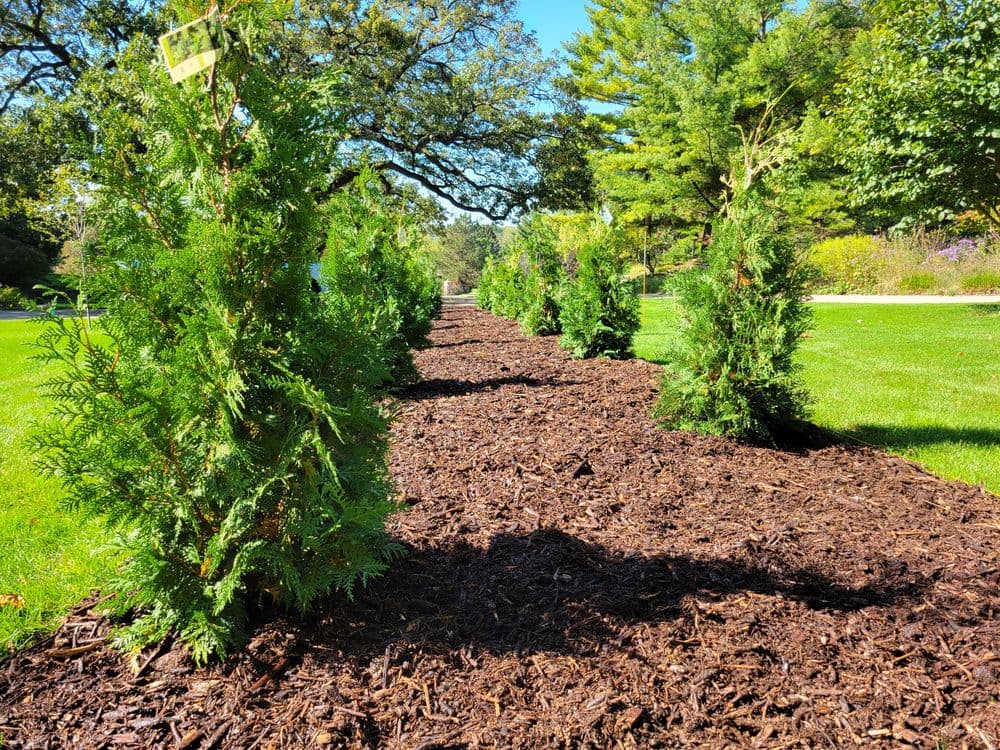 Row of young evergreen trees planted along a mulched pathway in a sunny park.
