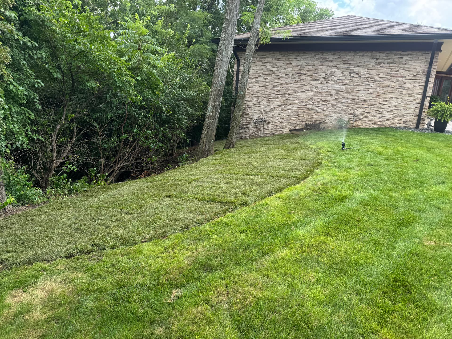 Gallery photos for Weed-Choked Backyard Gets a Full Fescue Sod Reset: Image #5